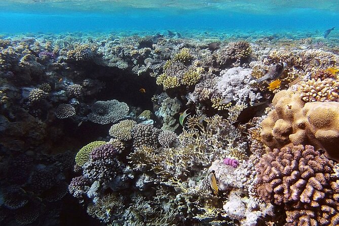 Ras Muhammed & White Island Snorkeling Sea Trip - Sharm El Sheikh - Who will get the most from this trip