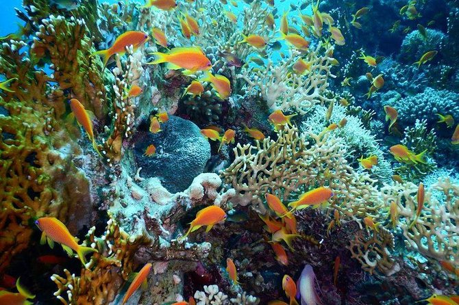 Red Sea Diving Trip from Hurghada: Beginner to Advanced Divers - Key points to know before booking