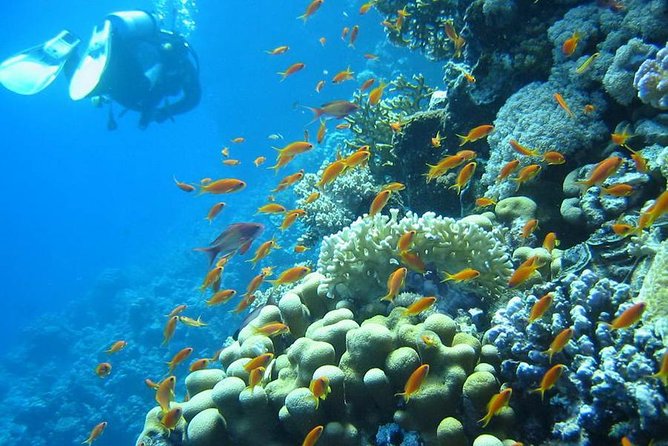 Red Sea Diving Trip from Hurghada: Beginner to Advanced Divers - What the $69.52 price really covers