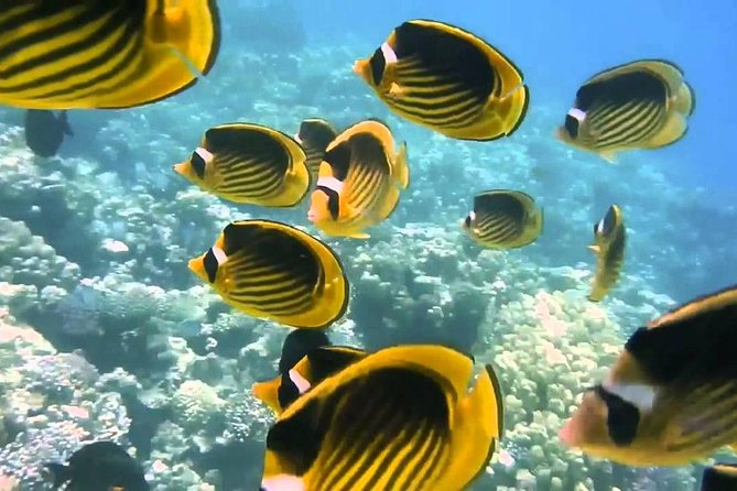 Red Sea Snorkeling from Hurghada - The value of $43.50 per person