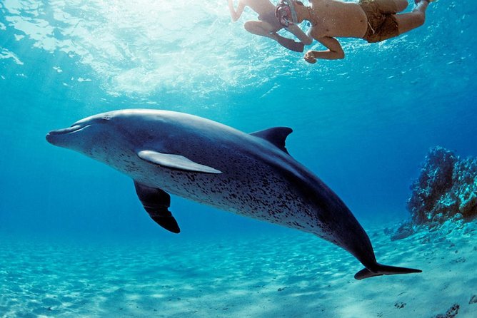 ROYAL Dolphin House & Water Sports Snorkeling Sea Trip - Hurghada - Leaving Hurghada at 8 a.m.
