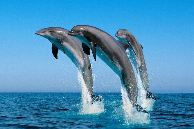 ROYAL Dolphin House & Water Sports Snorkeling Sea Trip - Hurghada - Coral reefs and guided snorkeling stops