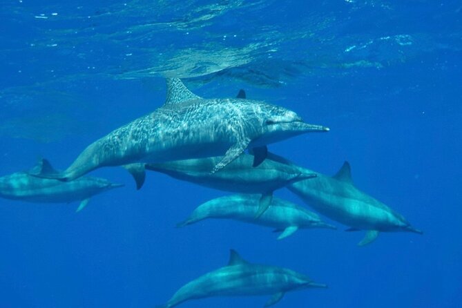 Safaga & Makadi Bay: Royal Seascope Submarine cruise with pickup - Optional snorkeling at the reef