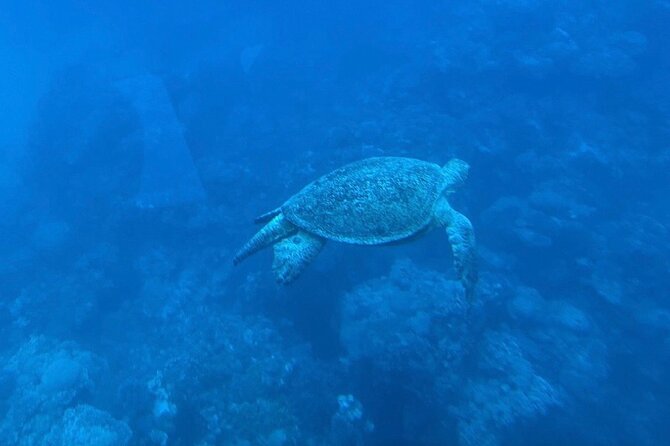 Safaga & Makadi Bay: Royal Seascope Submarine cruise with pickup - Is $23.26 good value?