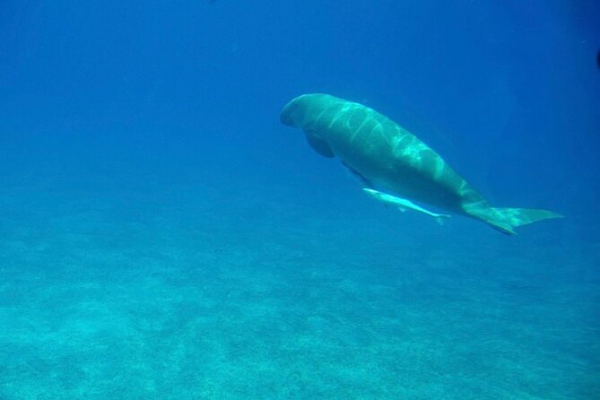 Safaga & Makadi Bay: Royal Seascope Submarine cruise with pickup - Who should book this outing?