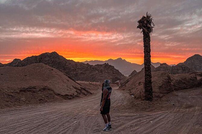Safari 5 in 1 Quads, Camels, Show, Dinner & Star Gazing in Sharm El Sheikh - Dinner, drinks, and the evening show