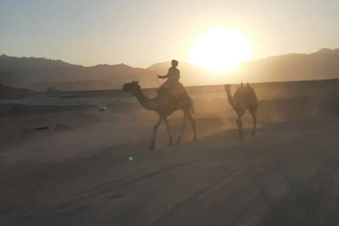 Safari 5 in 1 Quads Camels Star Gazing in Sharm El Sheikh - Tea, camels, and Bedouin bread