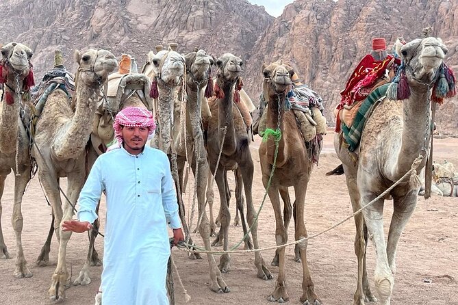 Safari Quad Bike Adventure, Camel, Show, Dinner & Stargazing - From Sharm el Sheikh to the Sinai Desert