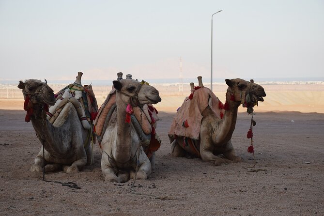 Safari Quad Bike Adventure, Camel, Show, Dinner & Stargazing - Constellations, darkness, and the telescope