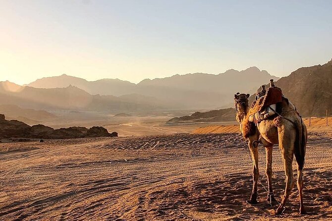 Safari quad, jeep, camel ride, show and dinner Hurghada - A Short Camel Ride at the Bedouin Village