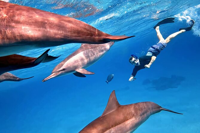 Sataya Dolphin House Snorkel Trip - Marsa Alam - Why Sataya Reef is worth the long ride