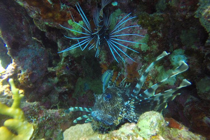 Scuba Diving 2 Dives from the Boat - Two Red Sea sites from one Sharm el Sheikh departure