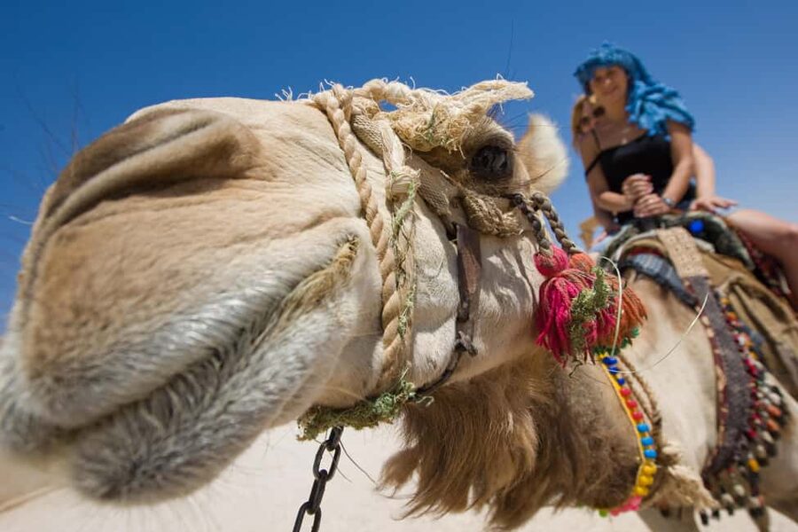 Sharm El-Sheikh: Camel Riding, Stargazing, BBQ Dinner & Show - The camel ride: brief, fun, and a little awkward