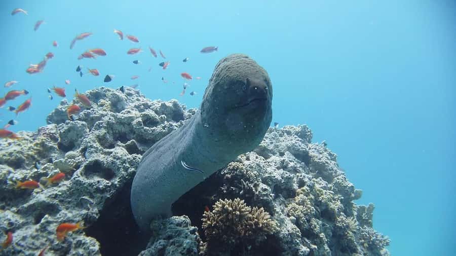 Sharm El Sheikh: Day sail to White island and Ras Mohamed - How the timing works