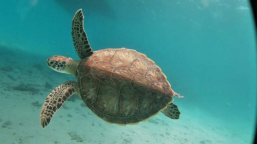 Sharm El Sheikh: Day sail to White island and Ras Mohamed - Who should book this boat trip?