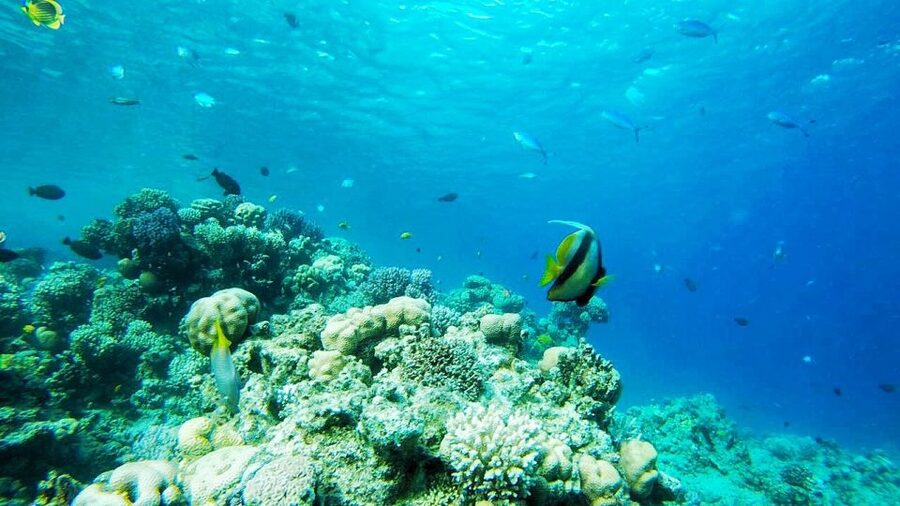 Sharm El-Sheikh: Parasailing, Camel Ride, Dive & Quad Bike - Key points to know before booking
