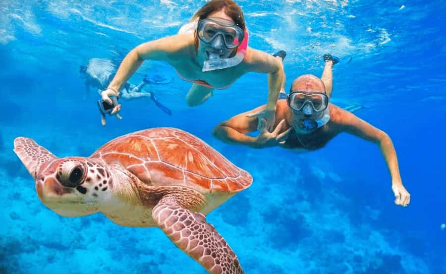 Sharm El Sheikh: Ras Mohamed & White Island Dive & Snorkel - From hotel pickup to the marina