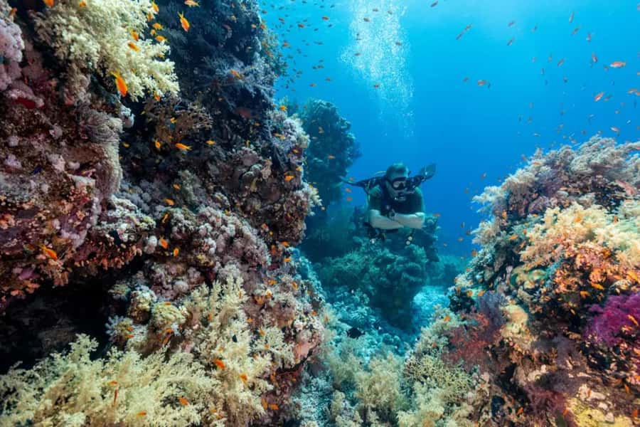 Sharm El Sheikh: Ras Mohamed & White Island Dive & Snorkel - Introductory scuba down to 7 meters