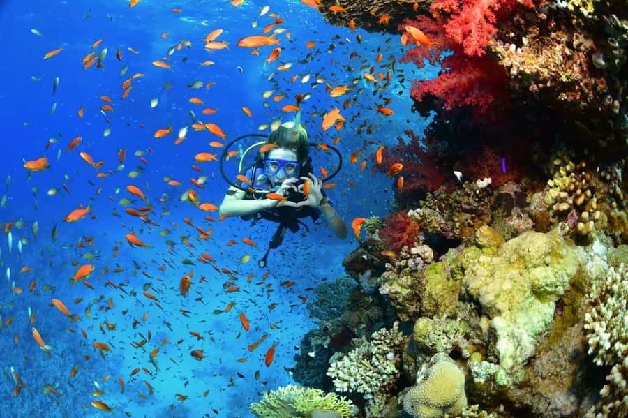Sharm El Sheikh: Ras Mohamed & White Island Dive & Snorkel - The second snorkeling stop and a fuller look at the reef