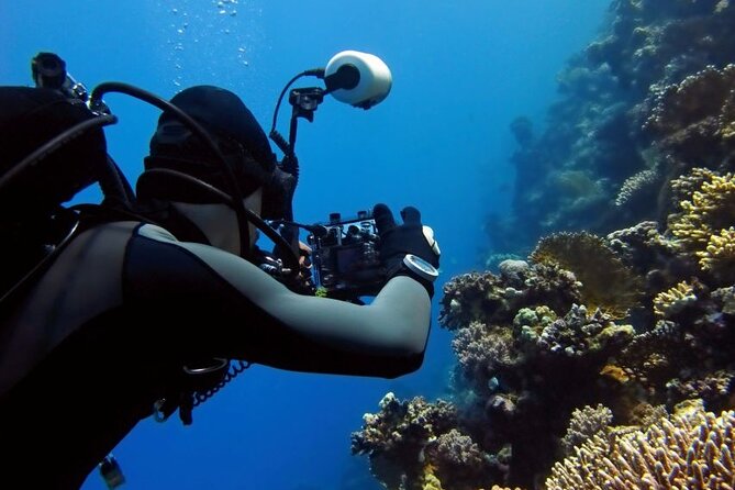 Sharm El Sheikh: Ras Mohamed, White Island, Snorkel and Diving - Why Ras Mohamed makes this boat trip worthwhile