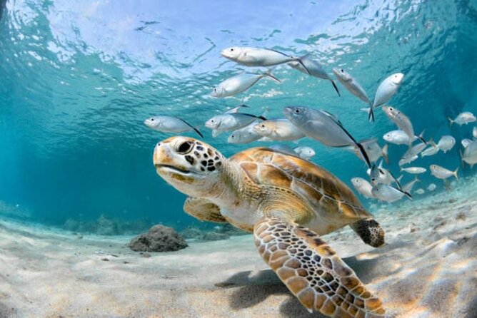 Sharm El Sheikh: Ras Mohamed, White Island, Snorkel and Diving - Who should book this Red Sea day?