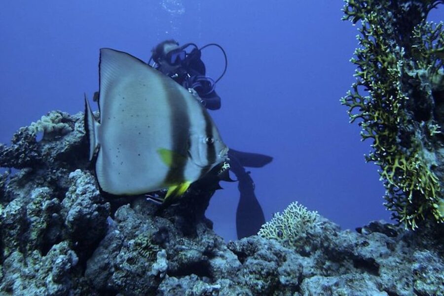 Sharm El Sheikh: Ras Mohamed & White Island Snorkel or Dive - White Island and the second water stop