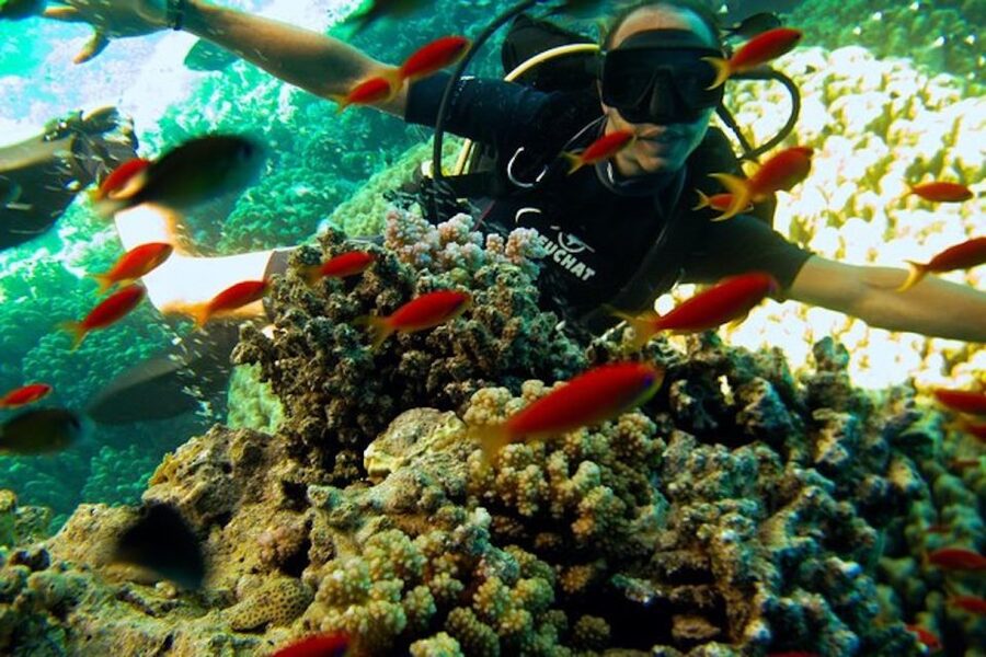 Sharm El Sheikh: Ras Mohamed & White Island Snorkel or Dive - Lunch between sessions