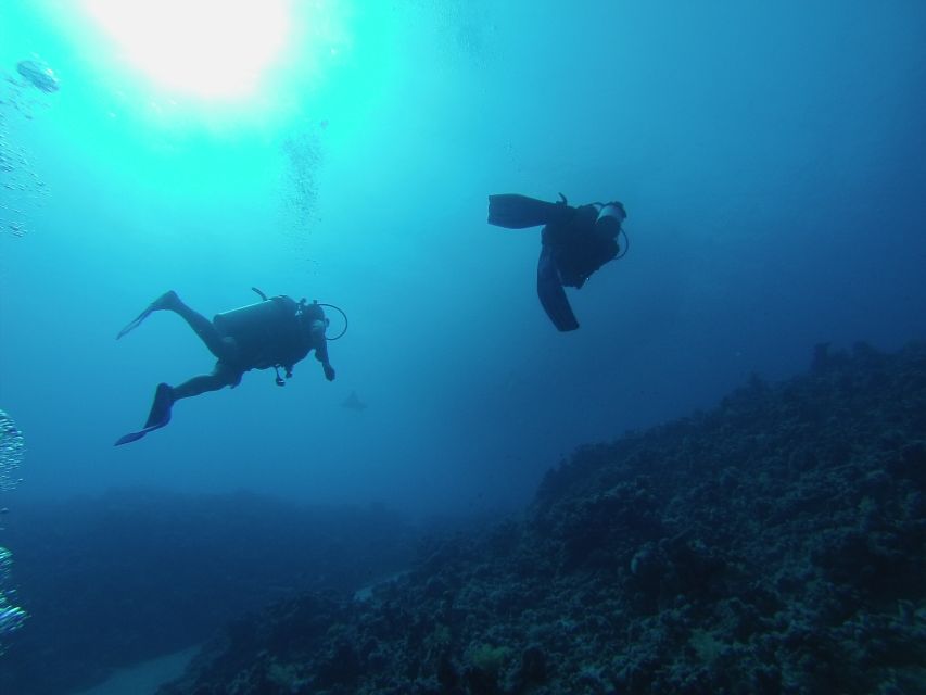 Sharm El Sheikh: Ras Mohamed & White Island Snorkel or Dive - Who will enjoy this most