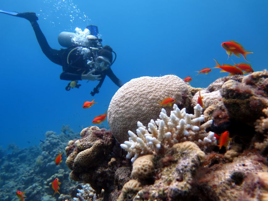 Sharm El Sheikh: Ras Mohamed & White Island Snorkel or Dive - Your first reef stop in clear Red Sea water