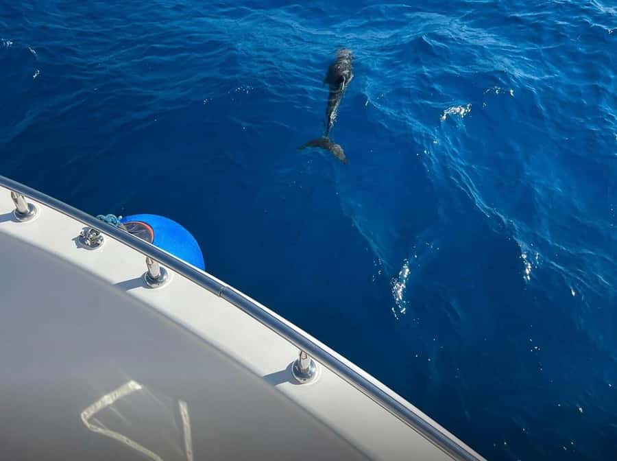 Sharm el-Sheikh: Ras Mohammed Elite VIP Cruise and BBQ Lunch - A seafood-heavy lunch on board
