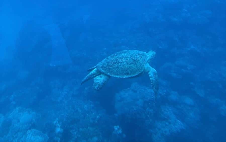 Sharm El-Sheikh: Seascope Submarine boat cruise with pickup - From your hotel to the Sharm marina