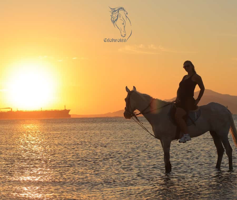 Sharm El Shiekh: Beach and City Desert Horse Riding Tour - From Edelweiss Center into Sharm El Sheikh’s desert