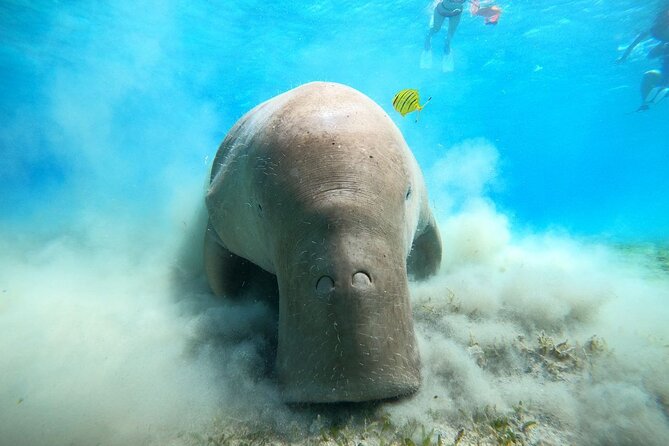 Snorkeling Boat Trip with Dugongs and Turtles in Marsa Alam - Key points to know before booking