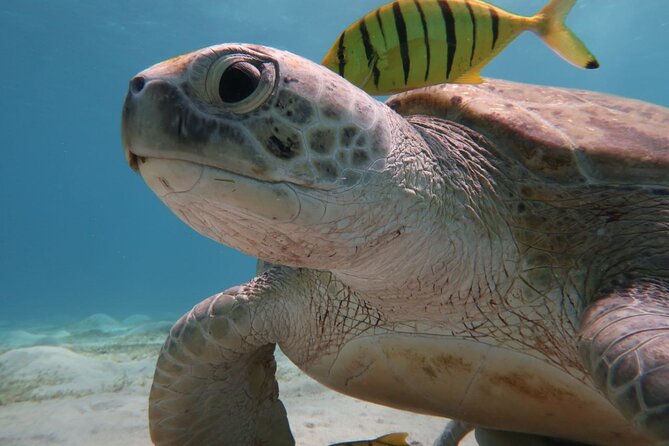 Snorkeling Boat Trip with Dugongs and Turtles in Marsa Alam - The final reef session and its limits