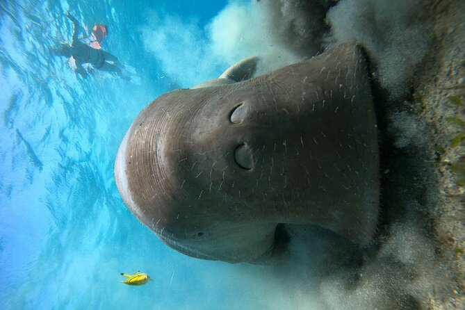 Snorkeling Boat Trip with Dugongs and Turtles in Marsa Alam - Lunch on the boat after the water time