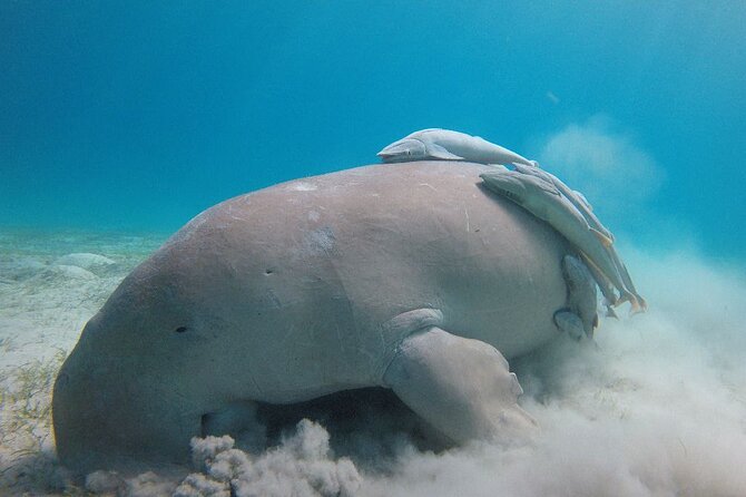 Snorkeling Boat Trip with Dugongs and Turtles in Marsa Alam - Searching for dugongs at Marsa Mubarak