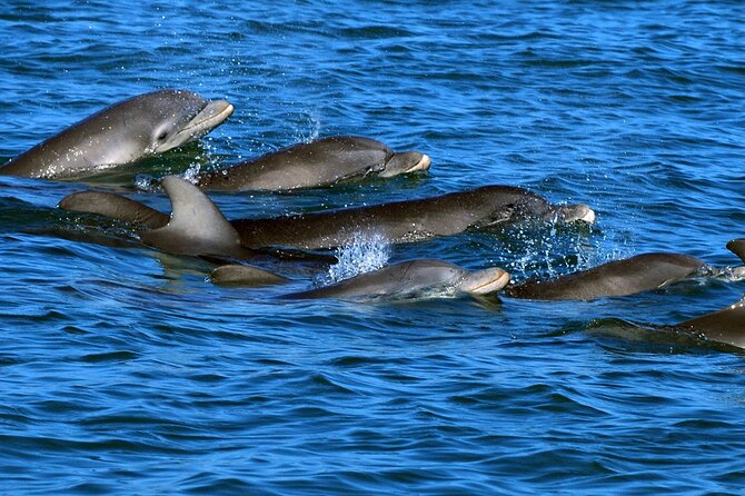 Snorkeling with Dolphins at Dolphin House Boat Trip in Hurghada - What the 8:00 a.m. start really means