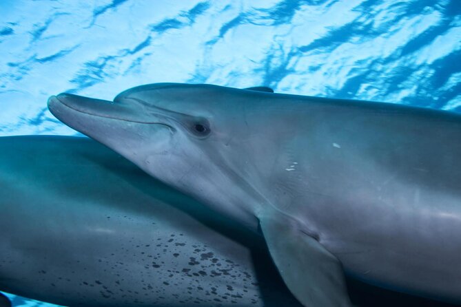 Snorkeling with Dolphins at Dolphin House Boat Trip in Hurghada - Two snorkeling stops, not just one