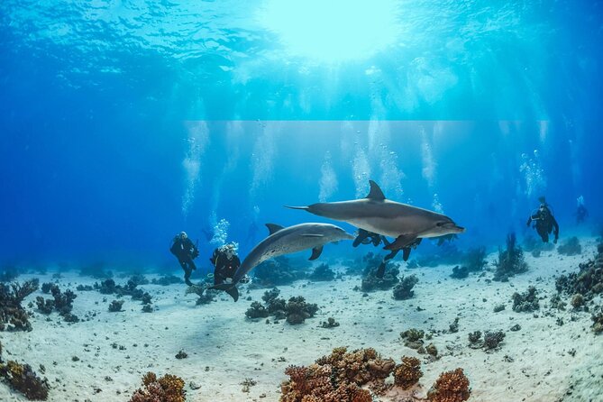 Snorkeling with Dolphins at Dolphin House Boat Trip in Hurghada - Lunch, drinks, and the rhythm of the day