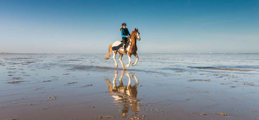 Soma Bay: Horse Riding Beach and Desert Tour With Transfer - What happens before you mount
