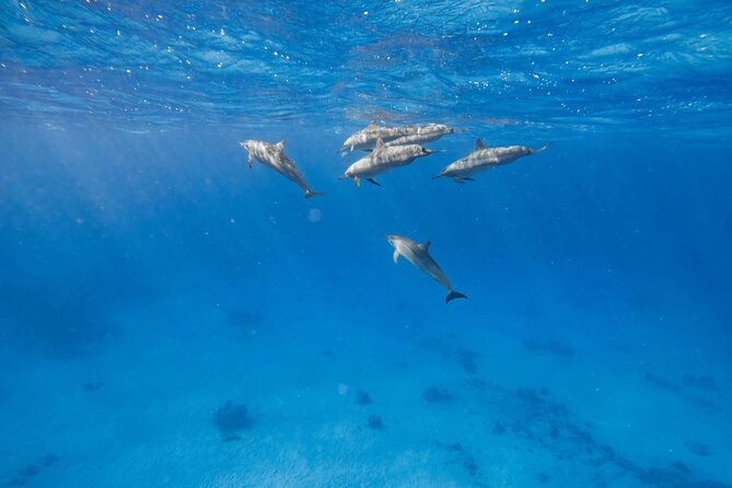 Swim With Dolphins at Dolphin House With Lunch - Hurghada - A seven-hour Red Sea day from Hurghada