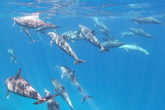 Swim With Dolphins at Dolphin House With Lunch - Hurghada - Dolphin House and the search for wild dolphins