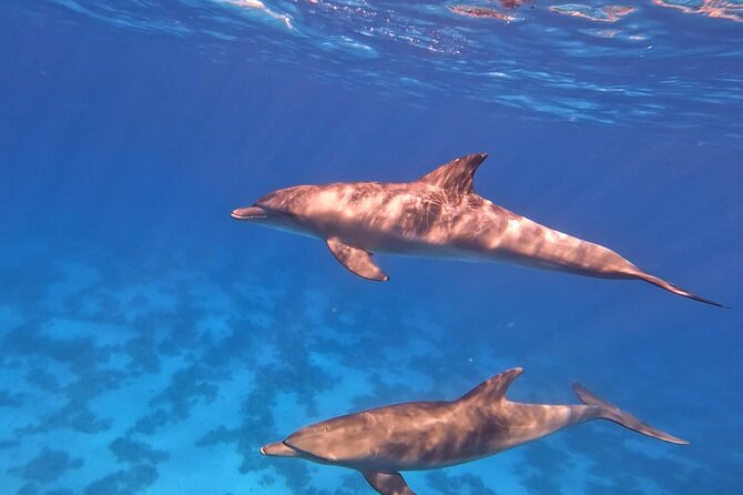 Swim With Dolphins at Dolphin House With Lunch - Hurghada - Two snorkeling stops and the Red Sea reef