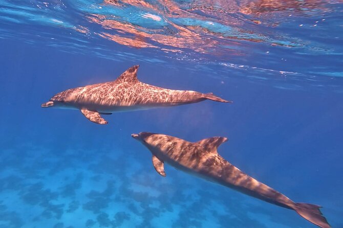 Swim With Dolphins at Dolphin House With Lunch - Hurghada - Lunch, drinks, and time on deck