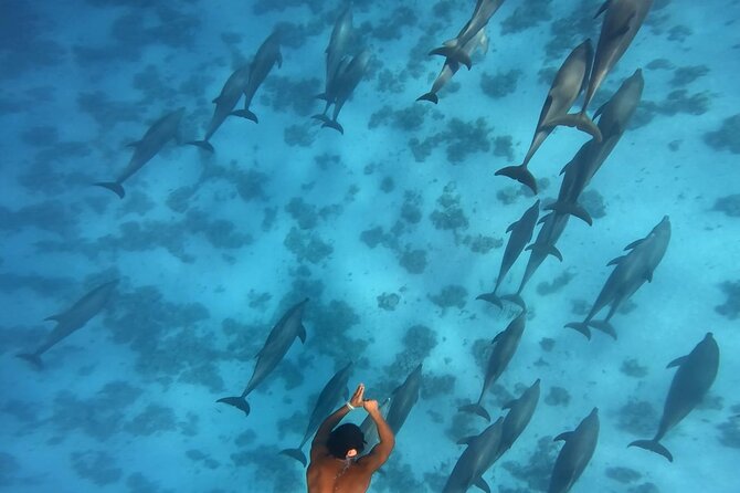 Swim With Dolphins at Dolphin House With Lunch - Hurghada - Banana boat and Quadra boat rides