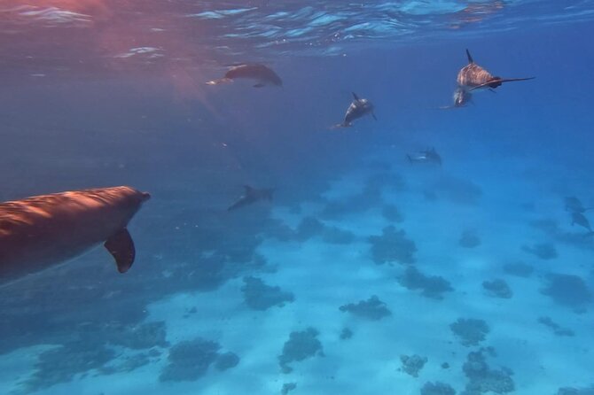 Swim With Dolphins at Dolphin House With Lunch - Hurghada - Who will enjoy this trip most