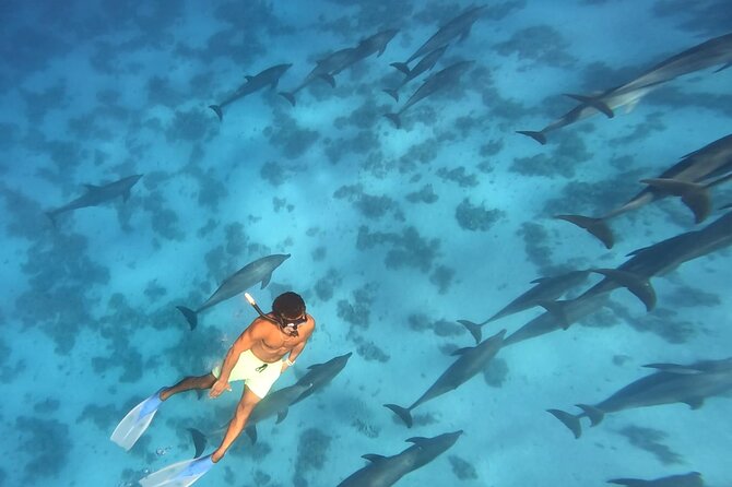 Swim With Dolphins at Dolphin House With Lunch - Hurghada - The ride to Dolphin House