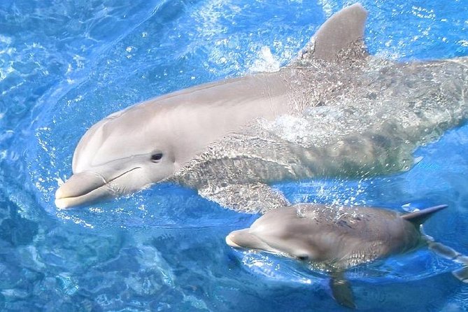 Swim with Dolphins Semi Private Speedboat Sea Tour - Hurghada - A fast start from Hurghada to the Red Sea