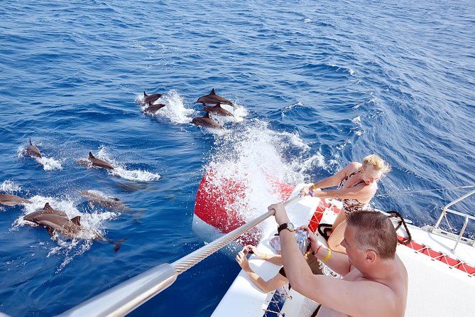 Swim with Dolphins Semi Private Speedboat Sea Tour - Hurghada - Dolphin House and the reality of wild encounters