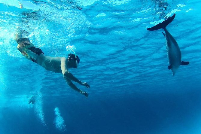 Swim with Dolphins Semi Private Speedboat Sea Tour - Hurghada - How the $55 price measures up
